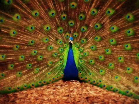 Peacock Wallpapers Desktop - Wallpaper Cave