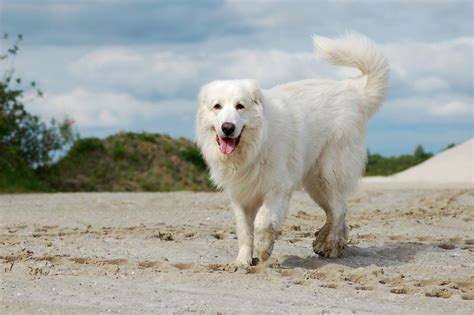 Pyrenean Mountain Dog Breed Information, Characteristics & Heath ...