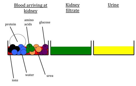 Kidneys and osmoregulation teaching resources - the science teacher