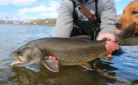 Splake Vs Lake Trout | Which Is Bester For Eat? | ouachitaadventures.comouachitaadventures.com