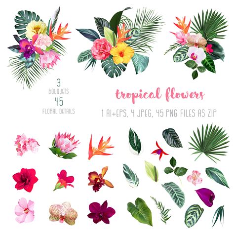 Exotic Tropical Flowers: Orchid, Strelitzia, Hibiscus, Protea ...