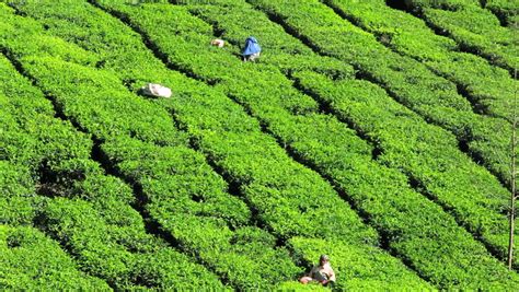 manual laborers harvesting crop on tea Stock Footage Video (100% ...