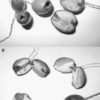 Variation of acorn germination among different parent plants in (A) QAA... | Download Scientific ...