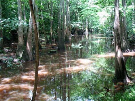 Santee National Wildlife Refuge, SC | Congaree national park, National wildlife refuge, Congaree