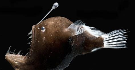 Genetics shed light on symbiosis of anglerfish and glowing bacteria | CALS