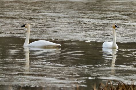 Photo of the Week: Trumpeter Swans Return for Winter - Lireo Designs