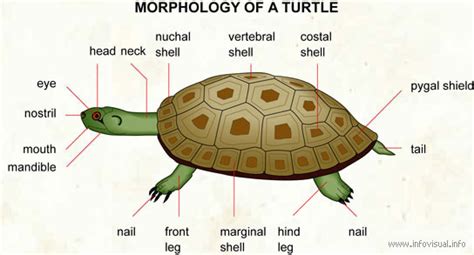 Turtle Anatomy - Info Turtle