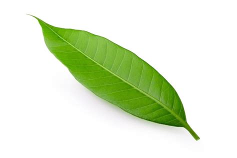 Premium Photo | Mango leaf isolated on white