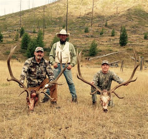 Elk Hunts - 307 Outfitters in Cody Wyoming