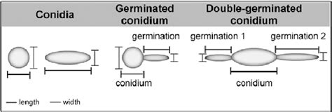 representative drawings of conidia and germinated conidia observed in... | Download Scientific ...