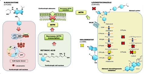 Mechanism of action of novel medical treatments for Cushing's disease.... | Download Scientific ...