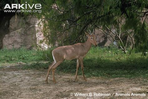 1000+ images about Hirola on Pinterest | Africa, Hunters and Animals