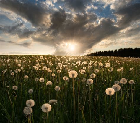 Dandelion Field Summer Sunrise Wallpaper - Resolution:2048x1792 - ID ...