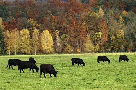 How to Raise Black Angus Cattle: 8 Steps (with Pictures) - wikiHow | Raising farm animals ...