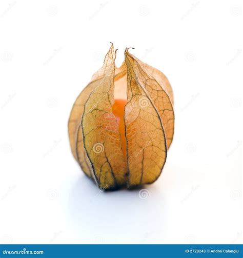 Physalis stock image. Image of cuisine, delicacy, close - 2728243