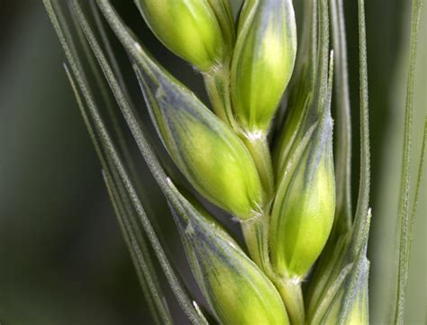 Genetically modified (GM) plants: questions and answers | Royal Society