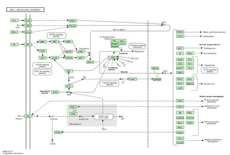 KEGG PATHWAY: HIF-1 signaling pathway - Homo sapiens (human)