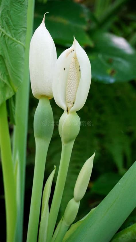 Taro flower stock image. Image of residents, nature - 236180789