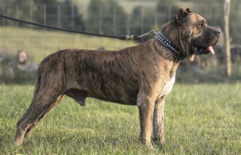 Presa Canario - super-life.it