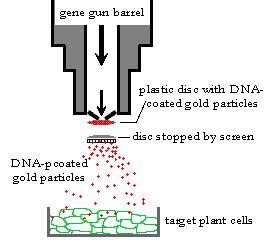 Pin on Gene gun