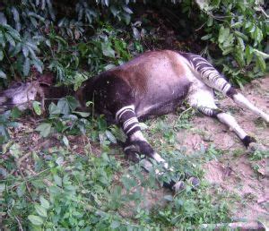 Species Characteristics - Where is the okapi located?