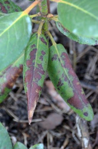 Rhododendron-diseases | Pyracantha.co.uk