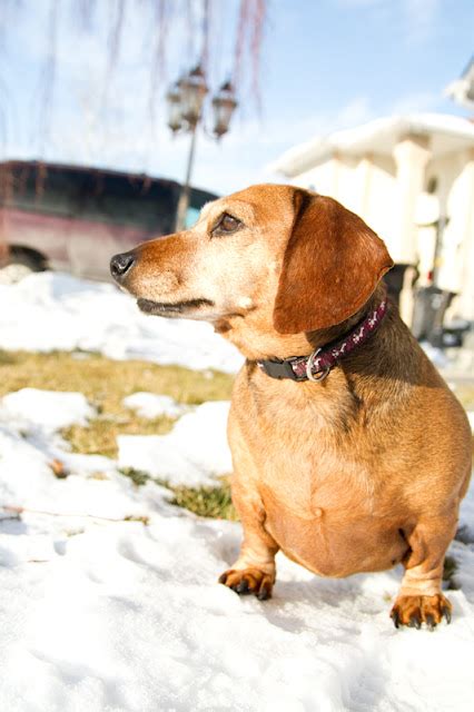 Windy City Canine Rescue: April {Miniature Dachshund} - ADOPTION PENDING