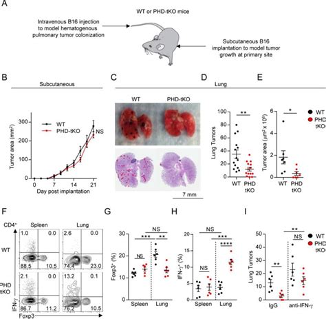 IFN gamma Antibody, FITC (Monoclonal, XMG1.2)