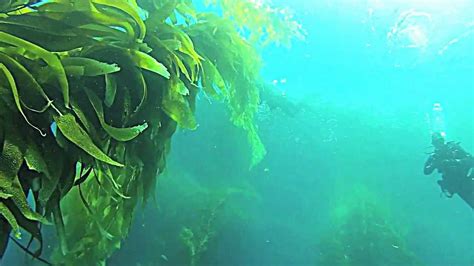 Point Loma Kelp Forest to Be Tested for Radiation from Fukushima