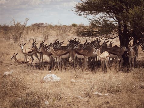 Herd Springbok on Grassland · Free Stock Photo