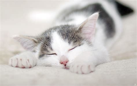 Stock Images kitten, cat, cute, 4k, Stock Images Wallpaper Download - High Resolution 4K Wallpaper