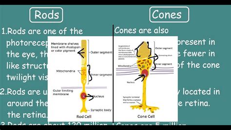 Rod cells vs Cone cells |Quick Differences & Comparisons| - YouTube