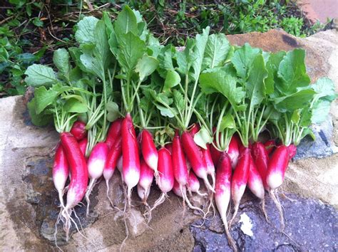 This week's bag featuring French Breakfast Radish! 12/20 -12/23 - O‘ahu Fresh