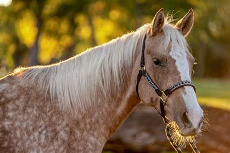 Dapple Palomino Horse Photos, Breeds, and Where to Buy - Helpful Horse ...