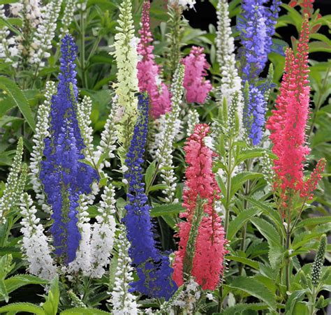 Veronica spicata 'Sightseeing' SPIKE SPEEDWELL - SeedScape