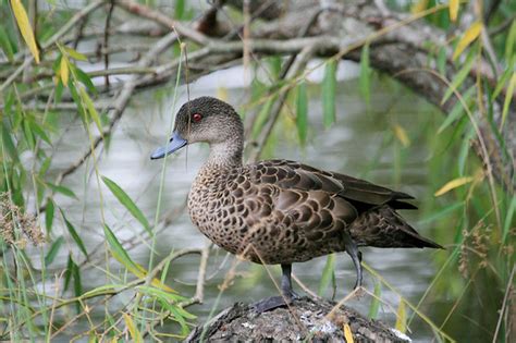 Grey Teal duck | I took these photos when we last visited Sm… | Flickr