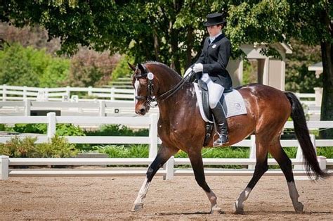 11 Different Riding Styles For Your Horse