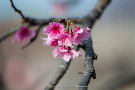 Cherry blossoms at Nakijin Castle in northern Okinawa. | Okinawa, Cherry blossom, Ryukyu islands