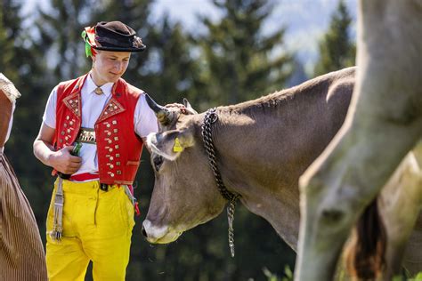 Switzerland Cow Festival: The Best Places to See the Swiss Cow Parades