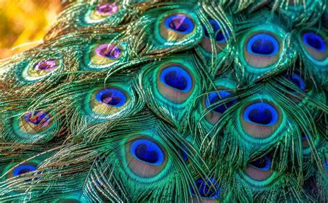 Inspired by Peacock Feathers - National Solutions