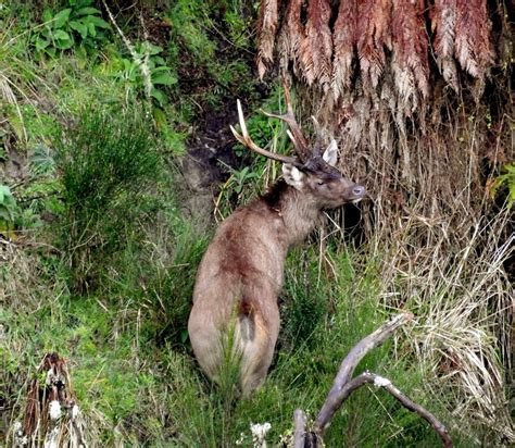 Free Range Sambar Deer in New Zealand · New Zealand Safaris