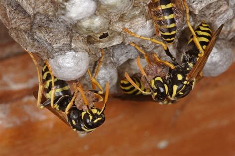 Wasps: Nip the Problem in the Bud | Bain Pest Control