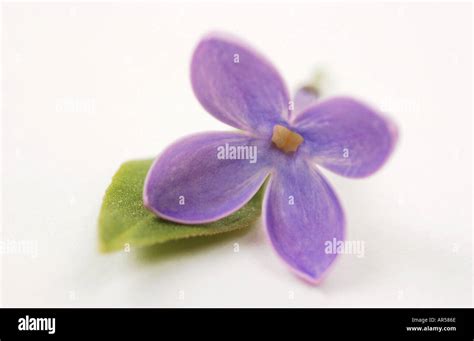 close up of single lilac flower Stock Photo: 1529965 - Alamy