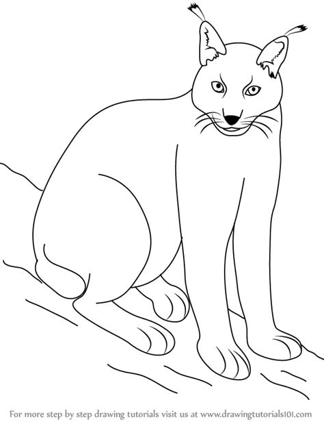 How to Draw a Eurasian Lynx (Wild Animals) Step by Step ...