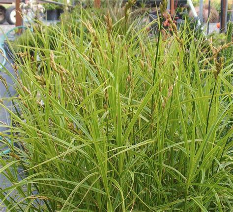 Carex muskingumensis | Erica Garden