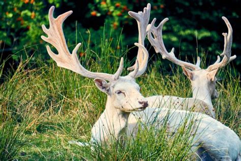 Albino White Deer Symbolism and Spiritual Meanings – Fauna Facts