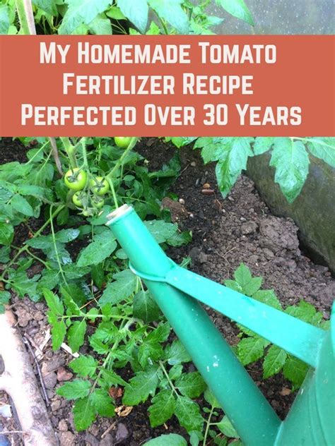 My Tomato Fertilizer Recipe Perfected Over 30 Years | Tomato fertilizer, Diy fertilizer ...