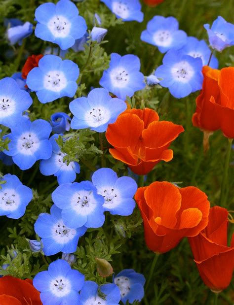 Nemophila menziesii "Baby Blue Eyes" | Flower feild, Flower landscape, Flower aesthetic