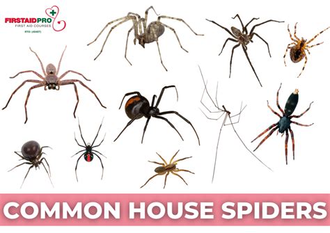 Common Australian Spiders - How Dangerous are they?