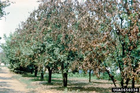 fire blight (Erwinia amylovora ) on common pear (Pyrus communis ) - 0656038